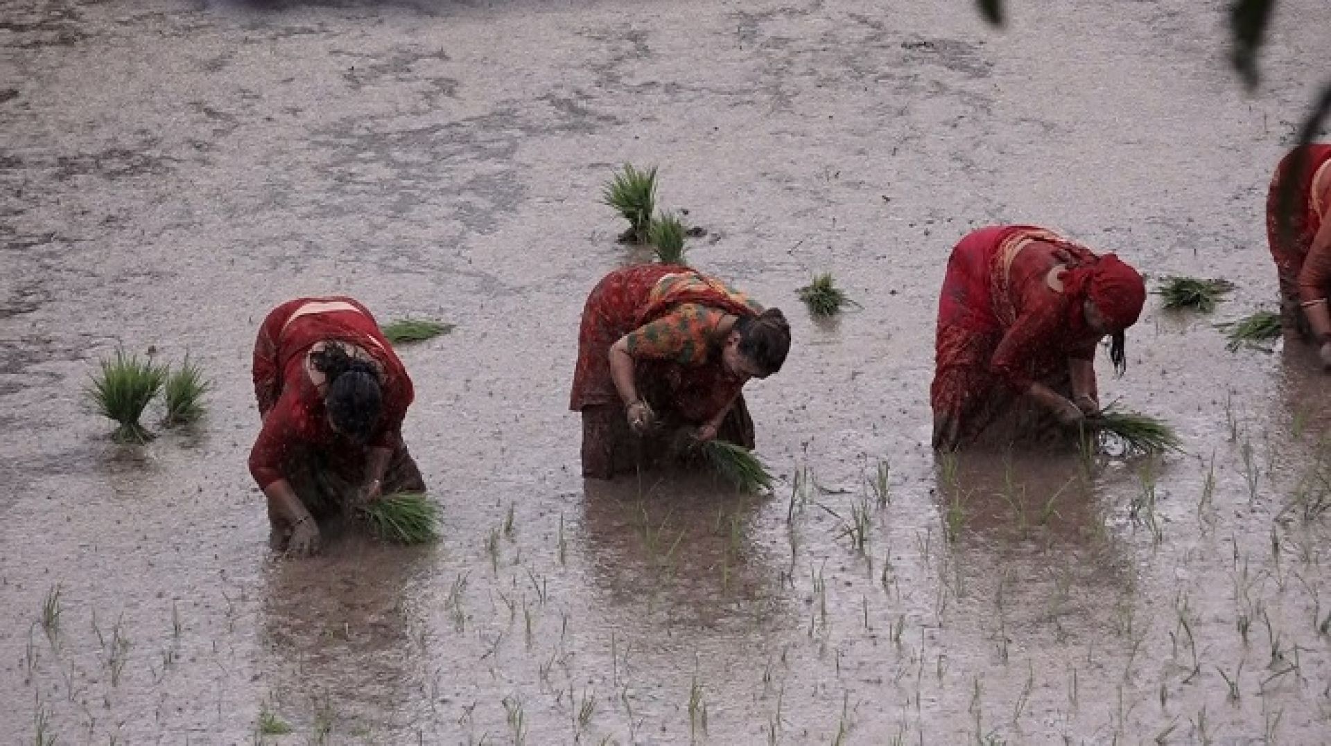 मधेशमा साढे २० प्रतिशत कम धान रोपाइँ
